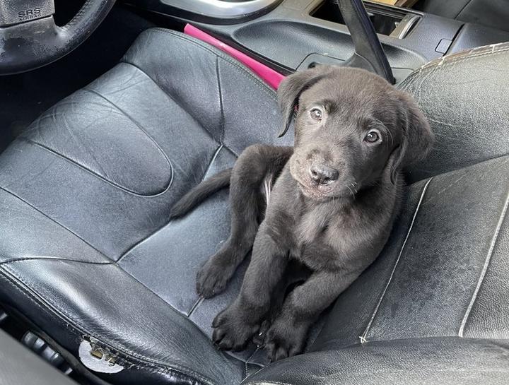 Dog and Cat Exams South Fontana Veterinary Care